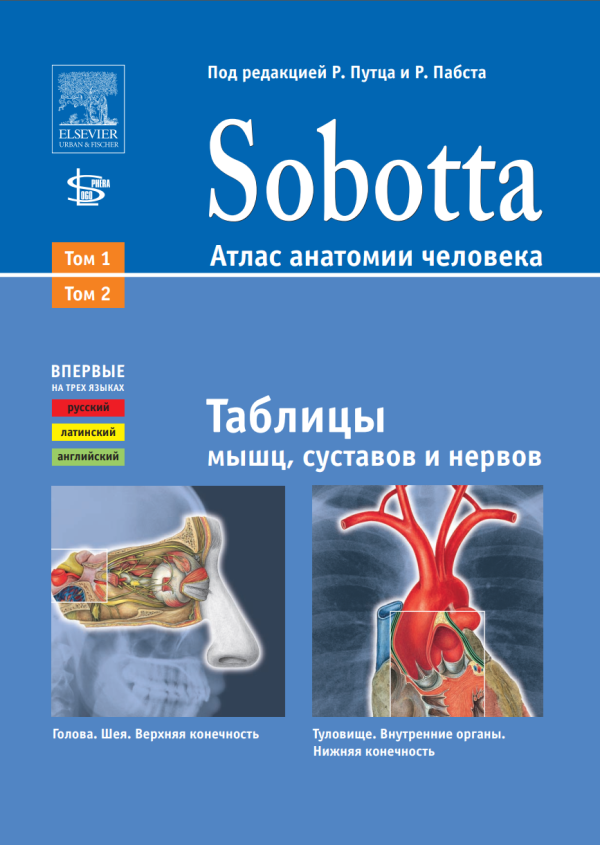 Sobotta. Атлас анатомии человека. Таблицы мышц, суставов, нервов [Йоханнес Соботта]