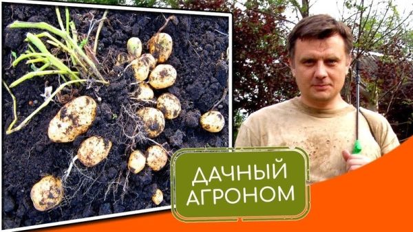 [Дачный агроном] Большой Картофельный курс