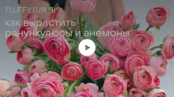 [Fluffy Flower] Как вырастить ранункулюсы и анемоны [Инна Звездина, Константин Звездин]