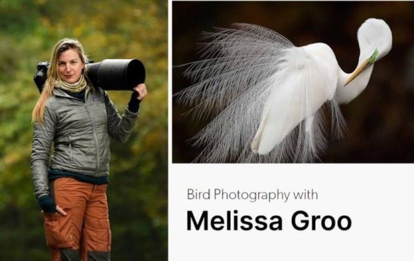 Фотографии птиц - Bird Photography with Melissa Groo, 2023 [Melissa Groo]