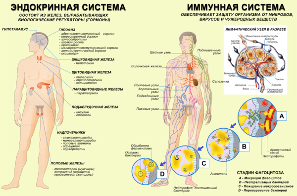 Интуитивная диагностика и терапия [Надежда Мунцева]