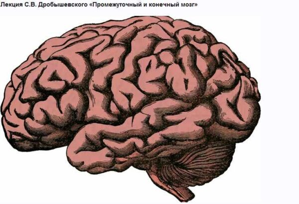 [Архэ] Промежуточный и конечный мозг [Станислав Дробышевский]